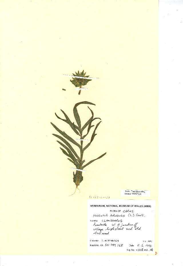 Image of field scabiosa