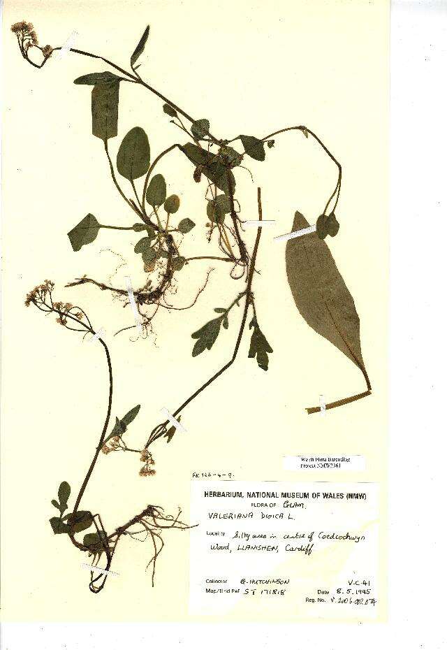 Image of marsh valerian