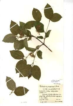 Image of bloodtwig dogwood