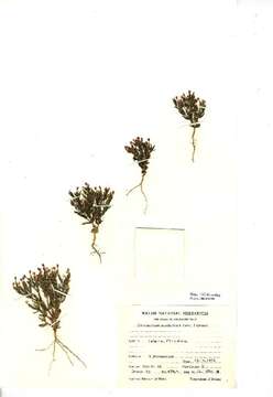 Image of branched centaury