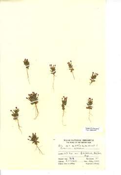 Image of branched centaury