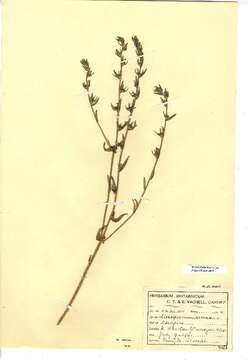 Image of Lithospermum arvense