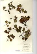 Image of Midland Hawthorn