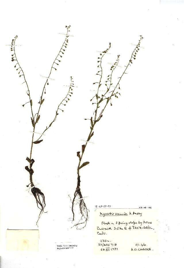 Слика од Myosotis secunda A. Murray