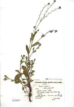 Image of wood forget-me-not