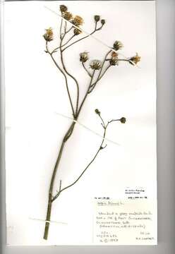 Image of rough hawksbeard