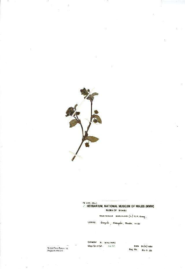 Image of oysterleaf