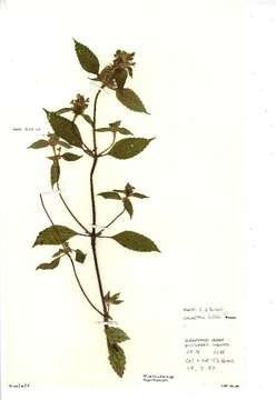 Image of lesser hemp-nettle