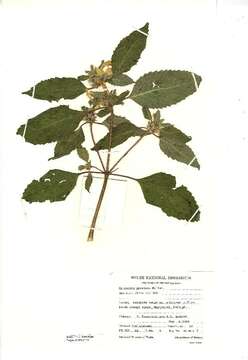 Image of Edmonton hempnettle