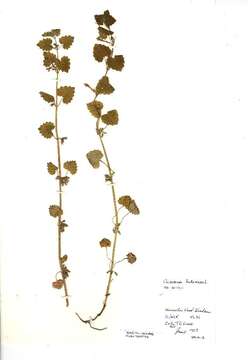 Image of Ground ivy