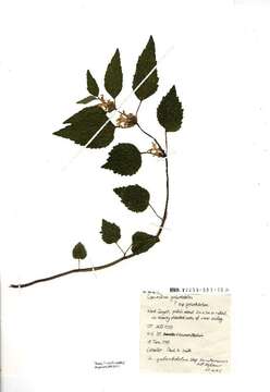 Image of deadnettle