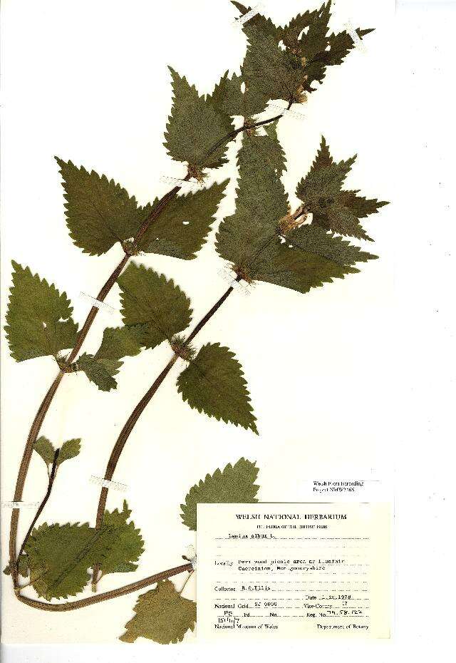 Image of white deadnettle