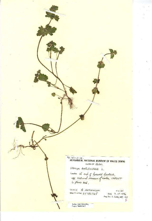 Image of common henbit