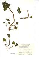 Image of Lamium confertum Fr.