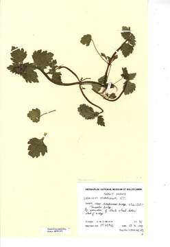 Image of Lamium purpureum var. hybridum (Vill.) Vill.