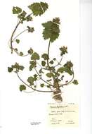 Image of Lamium purpureum var. hybridum (Vill.) Vill.