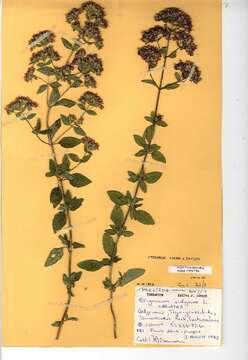 Image of mint family