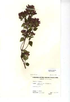 Image of mint family