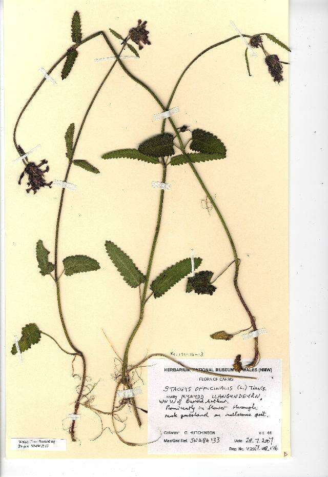 Image of Stachys officinalis