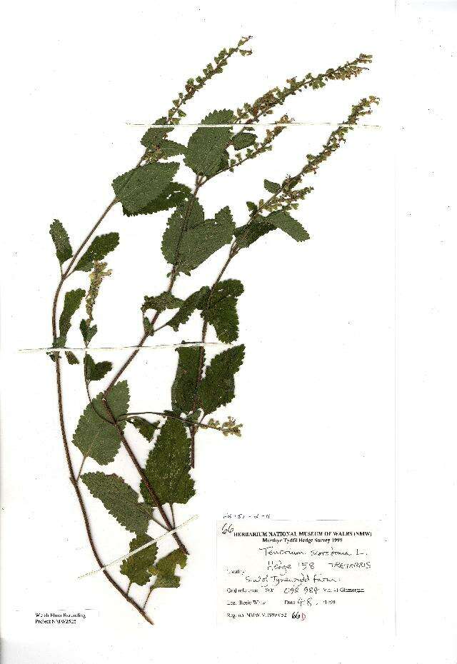 Image of woodland germander