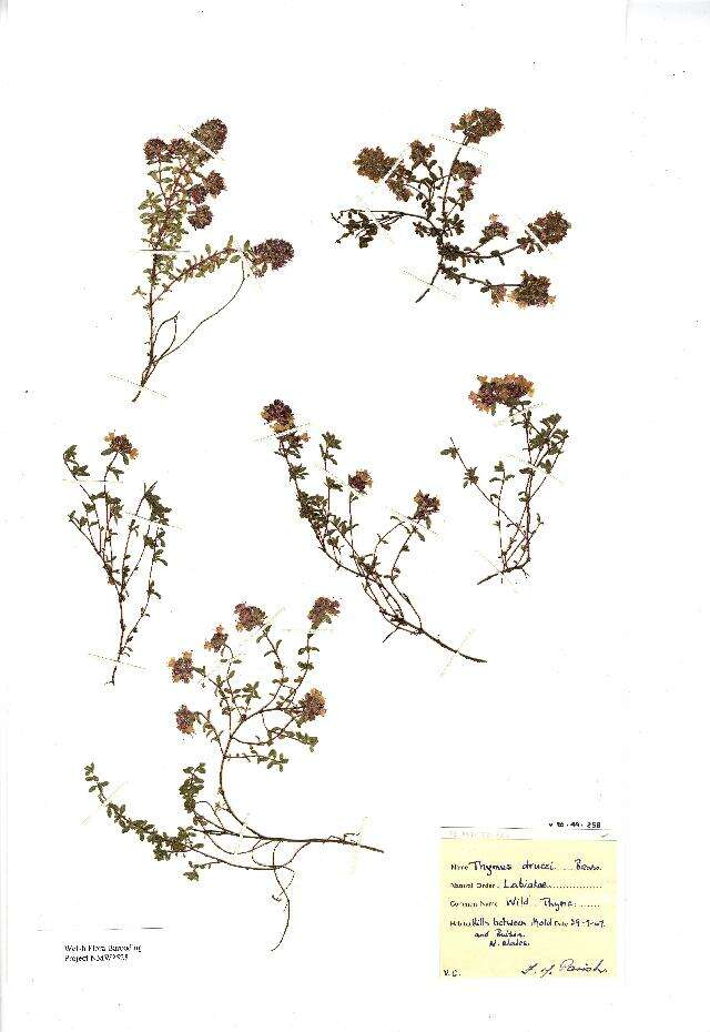 Image of Thymus praecox subsp. polytrichus (A. Kern. ex Borbás) Jalas
