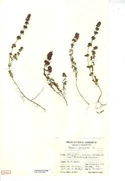 Image of Large Thyme