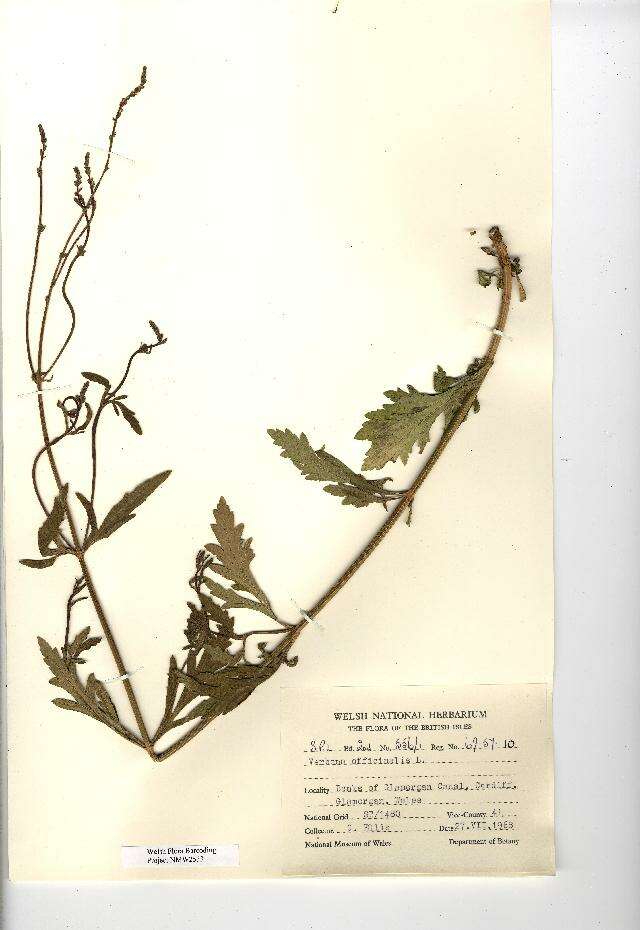 Image of herb of the cross