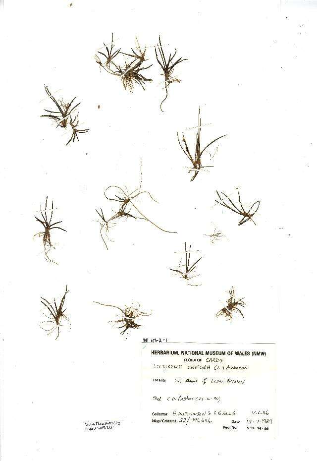 Image of American shoreweed