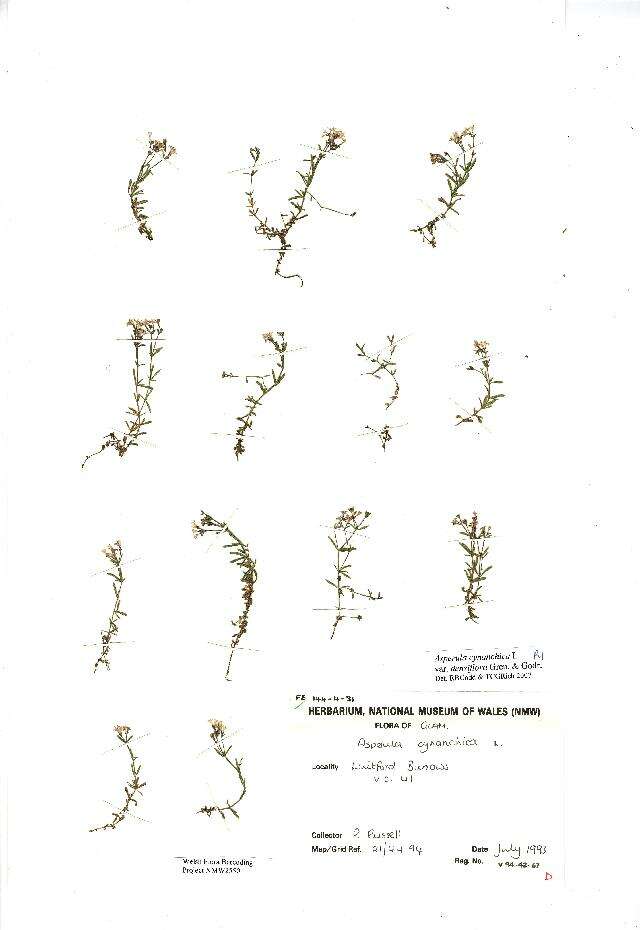 Plancia ëd Asperula cynanchica L.