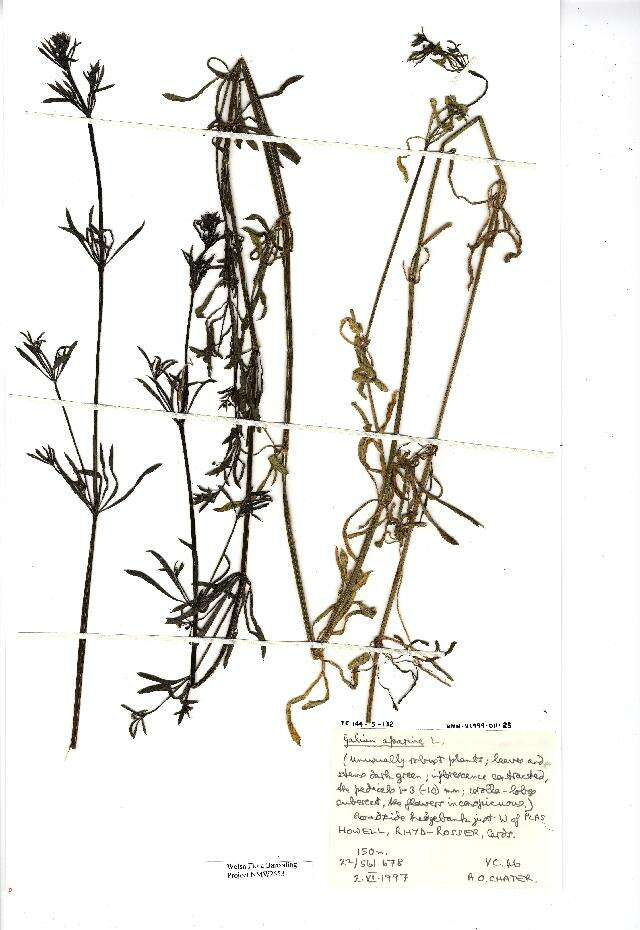 Image of Goosegrass