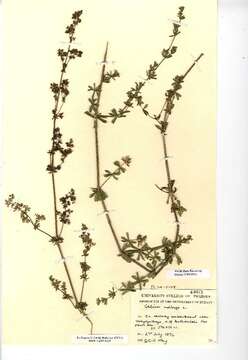 Image of White bedstraw