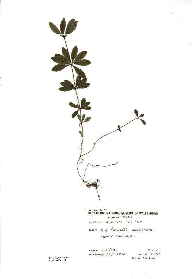 Image of Woodruff