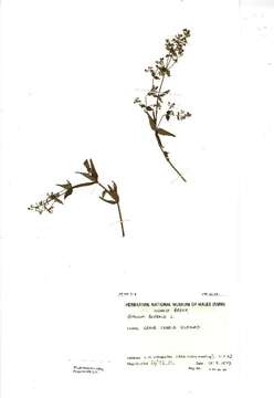 Image of Northern bedstraw