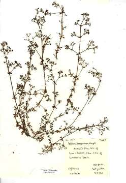 Image of heath bedstraw