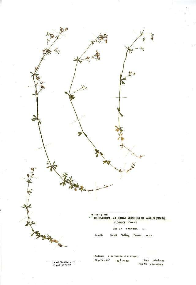 Image of heath bedstraw