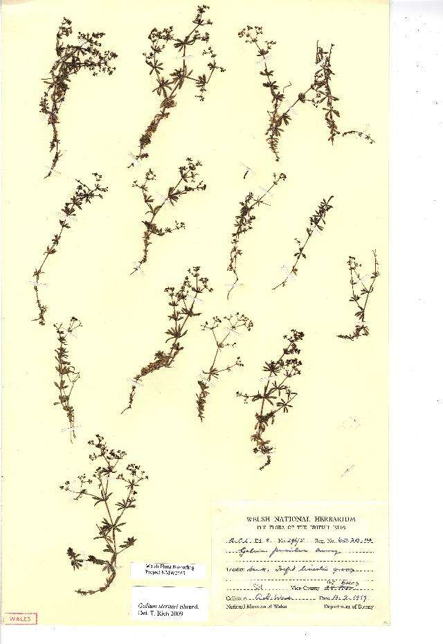 Image of limestone bedstraw