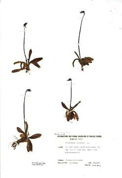 Image of Common butterwort