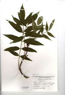 Image of European ash