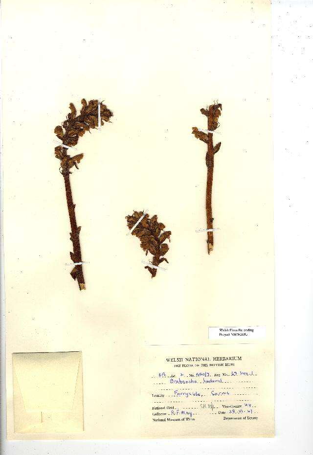 Image of ivy broomrape