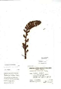 Image of clover broomrape