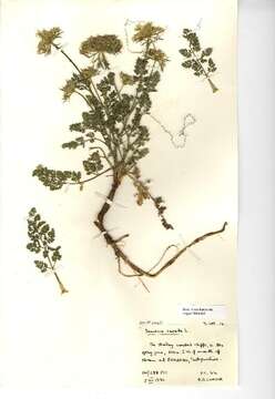 Image of Queen Anne's lace