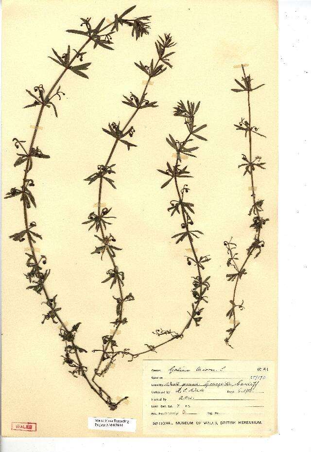 Image of rough corn bedstraw, corn cleavers