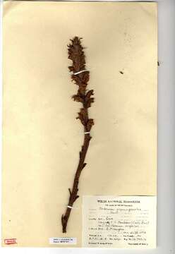 Image of greater broomrape