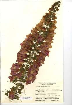 Image of Foxglove