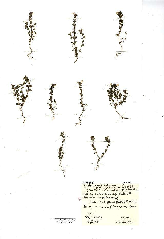 Imagem de Euphrasia officinalis subsp. anglica (Pugsl.) A. J. Silverside