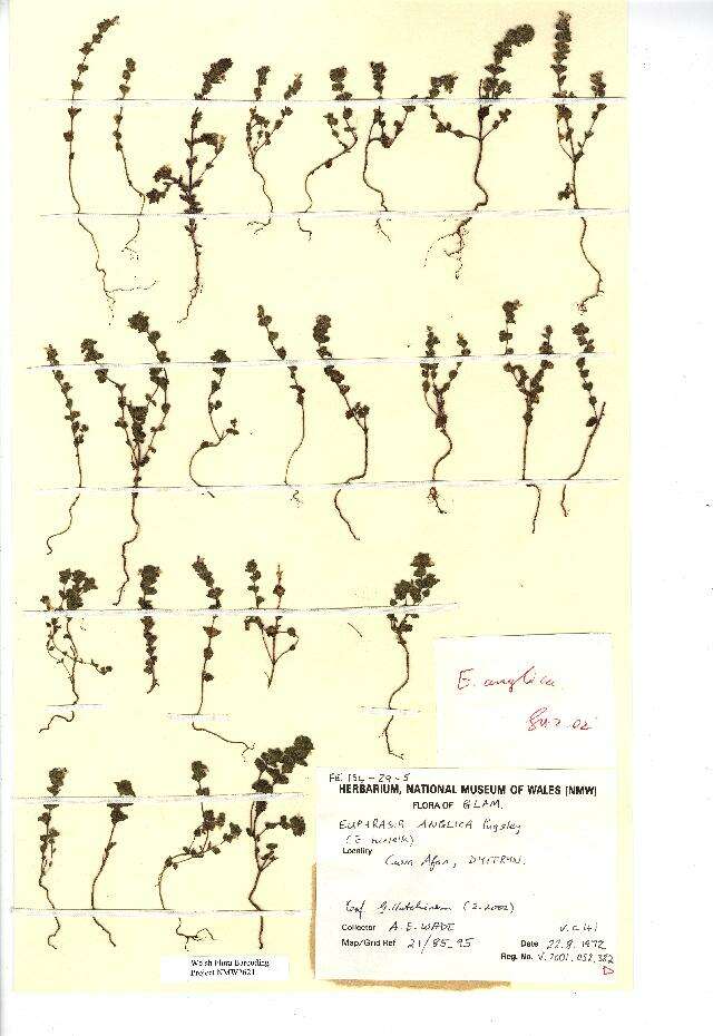 Image of Euphrasia officinalis subsp. anglica (Pugsl.) A. J. Silverside