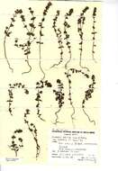 Image of Euphrasia arctica Lange ex Rostrup