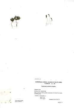 Image of Euphrasia cambrica Pugsley