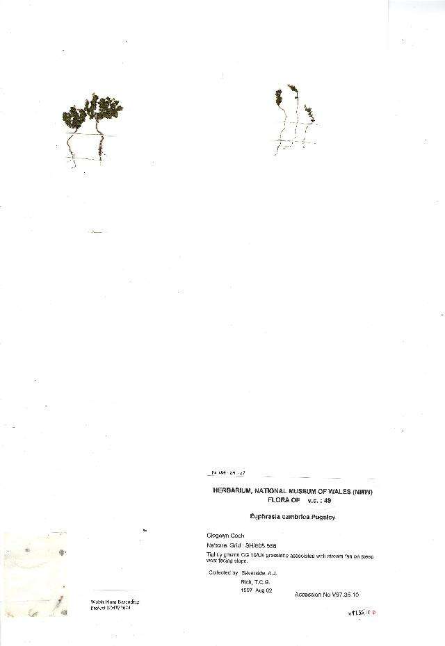 Image of Euphrasia cambrica Pugsley