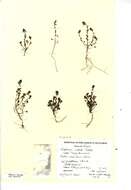 Image of Euphrasia confusa Pugsley